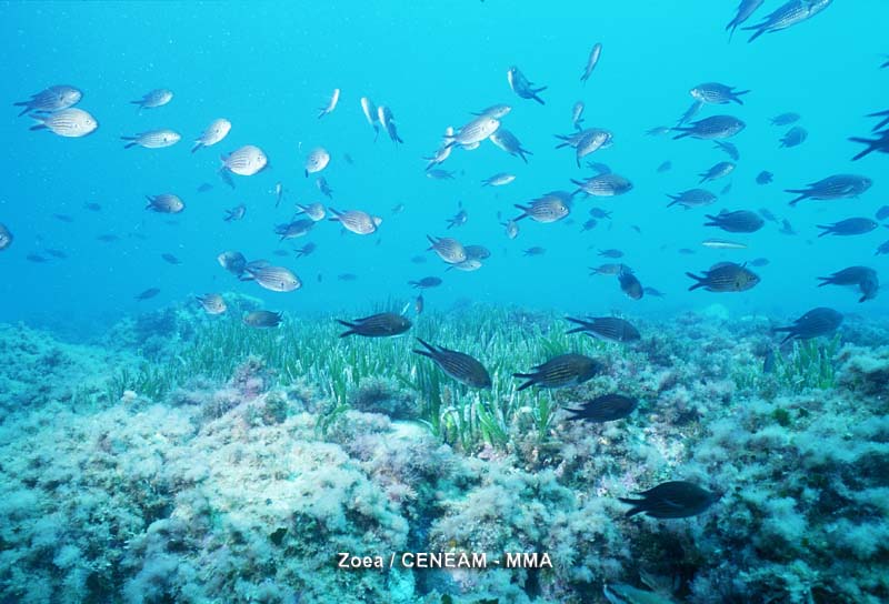 Peces