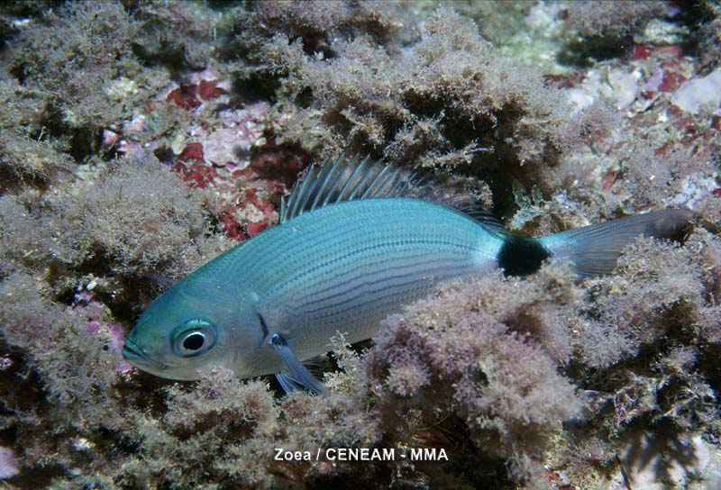 Oblada melanura (Linnaeus, 1758)