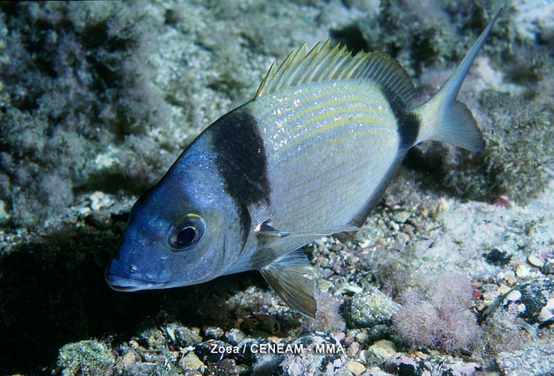 Peces