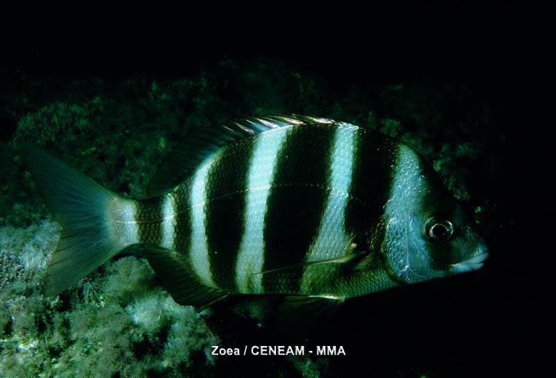 Peces