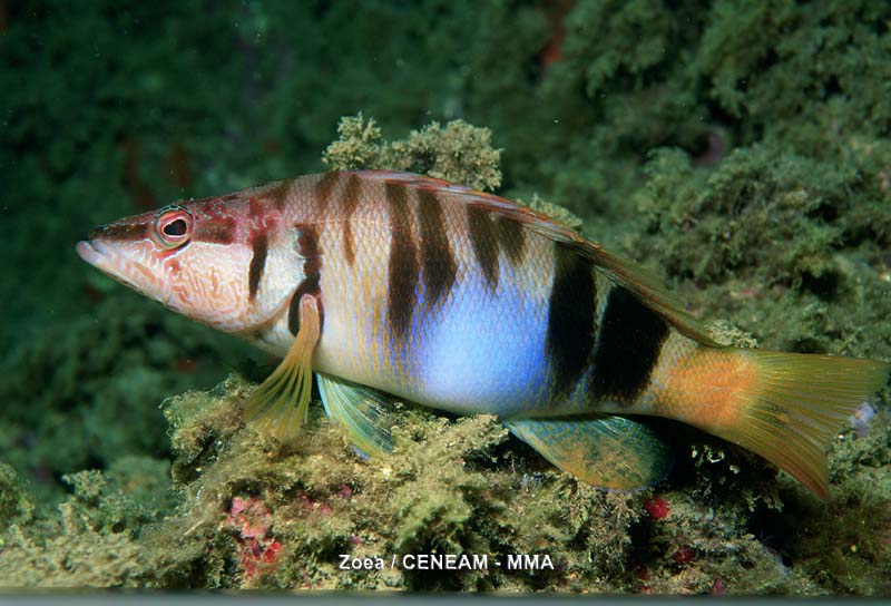 Peces