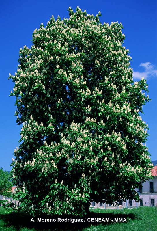 Aesculus hippocastanum L.