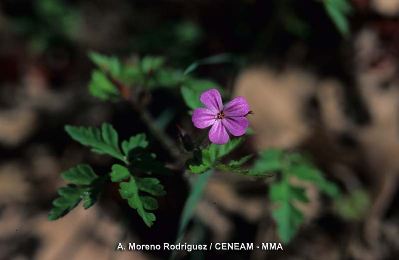 Geranium robertianum L.
