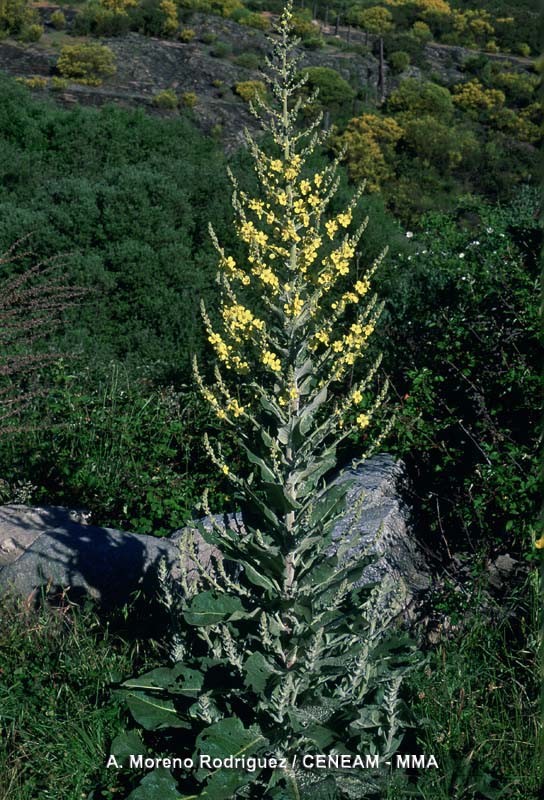Verbascum pulverulentum Vill.