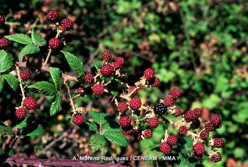 Rubus ulmifolius Schott