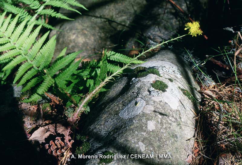 Plantas