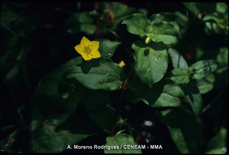 Plantas