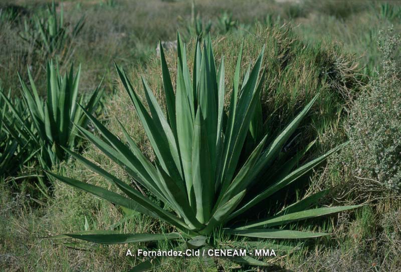Plantas
