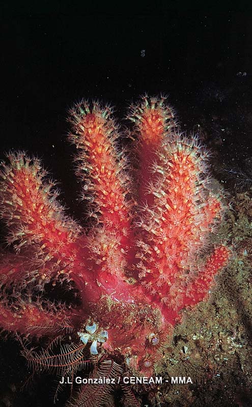 Invertebrados