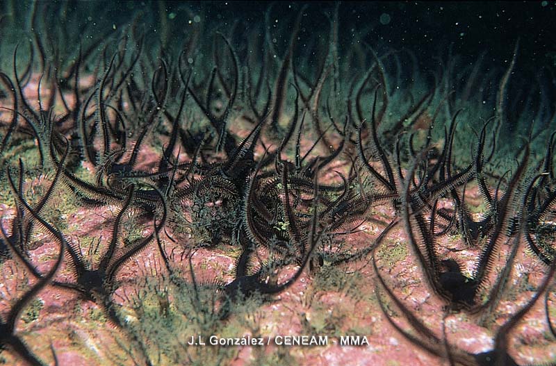 Invertebrados