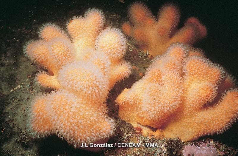Invertebrados