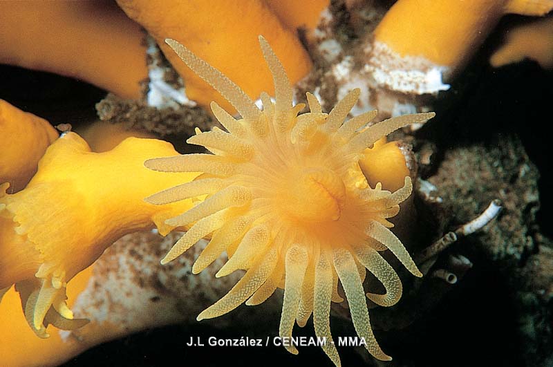 Invertebrados