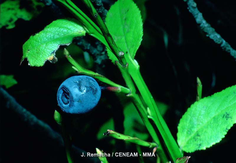 Vaccinium myrtillus L.