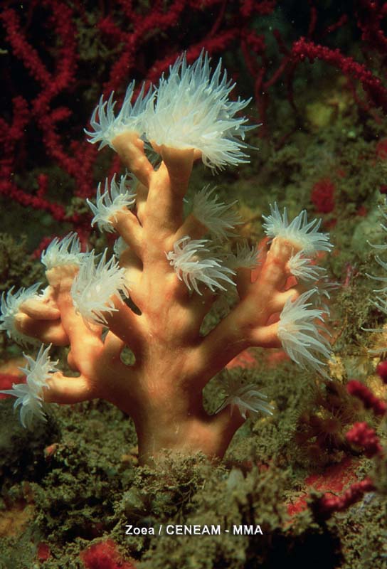 Invertebrados