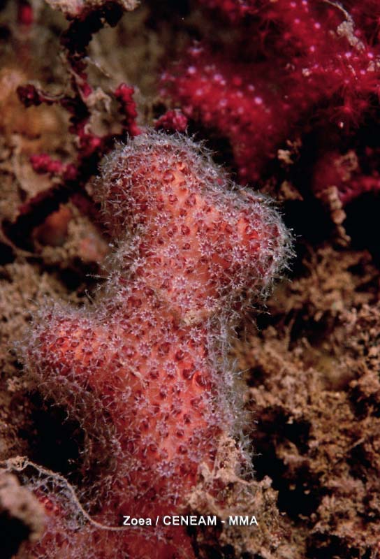 Invertebrados