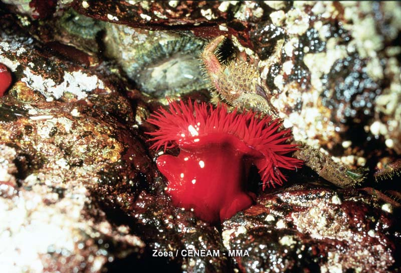 Invertebrados
