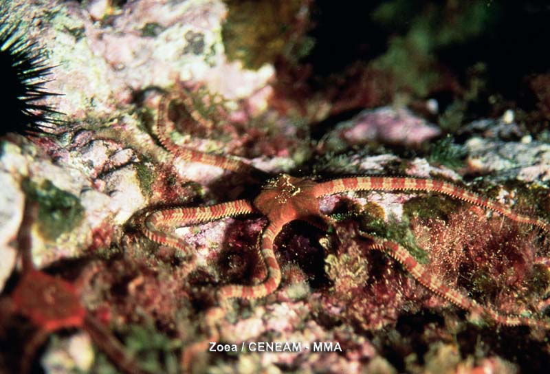Invertebrados