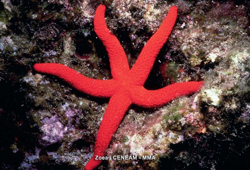 Invertebrados