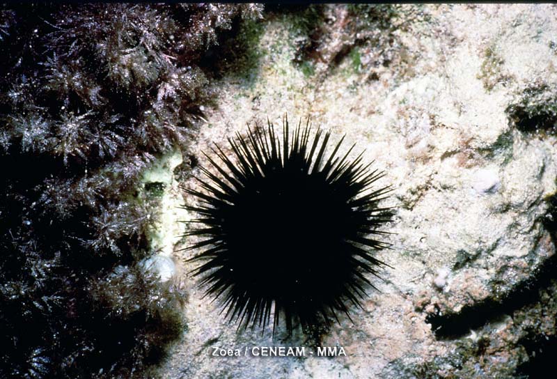 Invertebrados