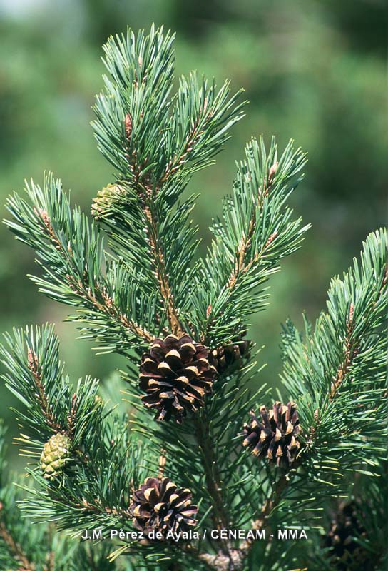 Pinus sylvestris L.