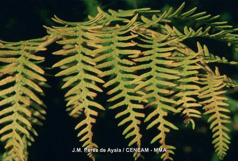 Plantas