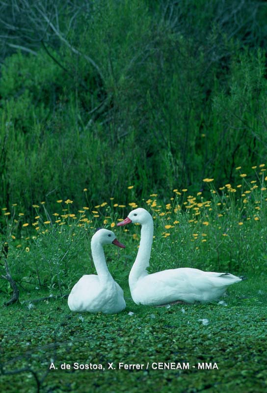 Aves
