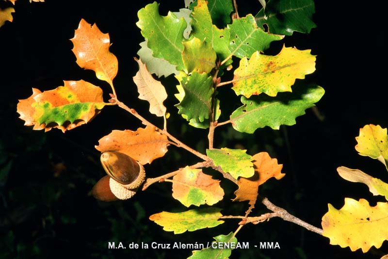Quercus faginea Lam.