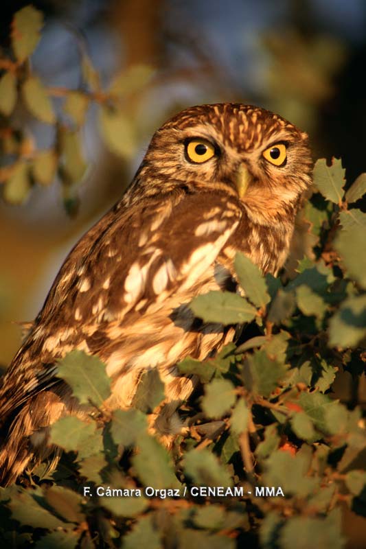 Athene noctua (Scopoli, 1769)