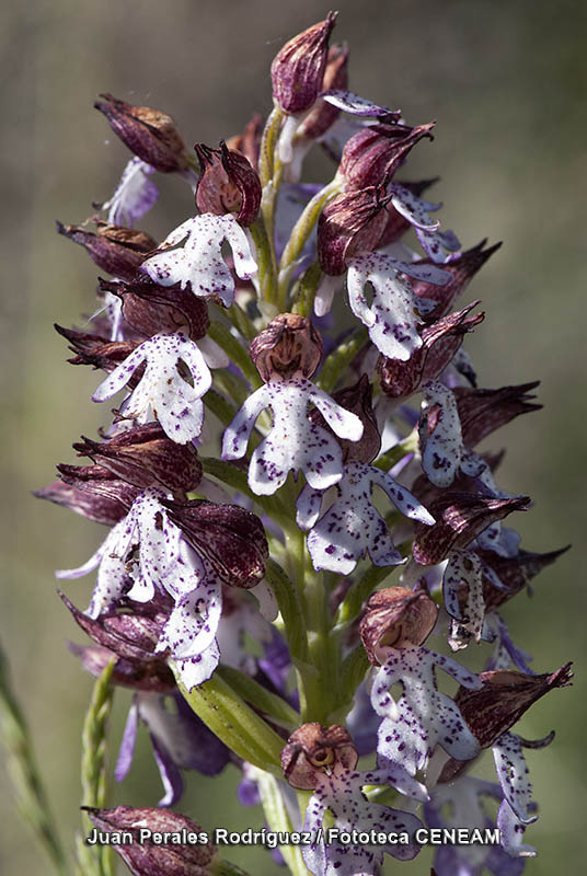 Orchis purpurea Huds.