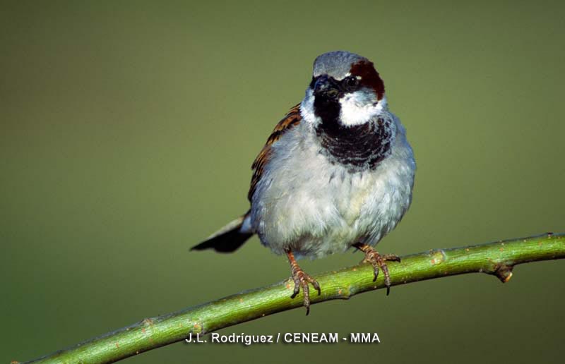 Passer domesticus (Linnaeus, 1758)
