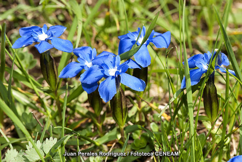 Gentiana verna L.