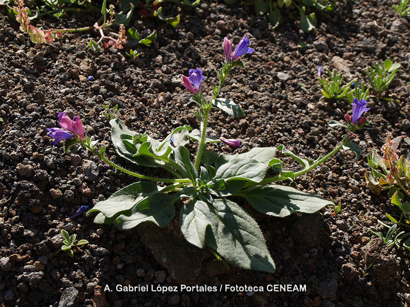 Plantas