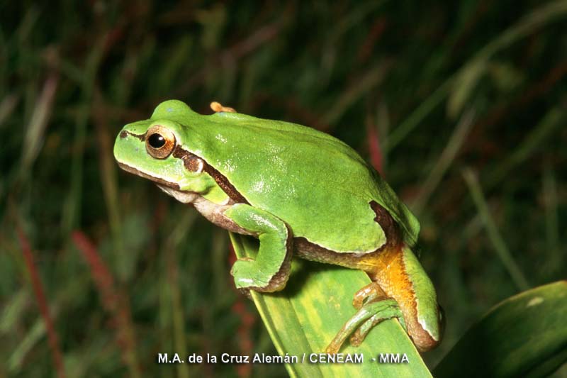 Hyla molleri (Bedriaga, 1889)