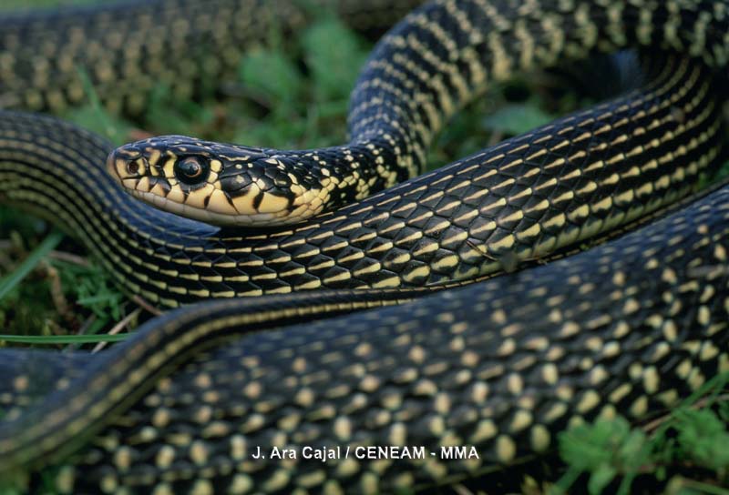 Reptiles