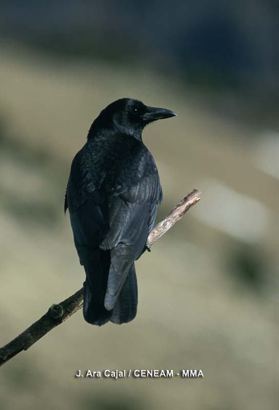 Corvus corone Linnaeus, 1758