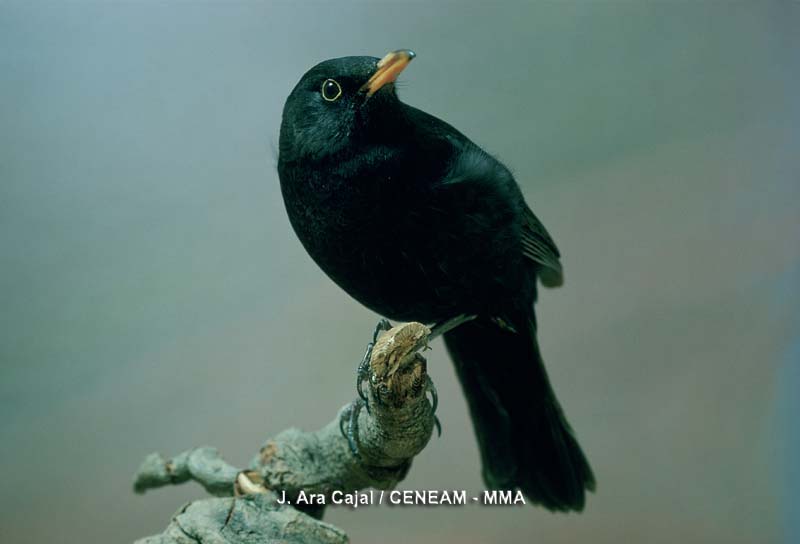 Aves