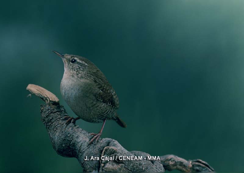 Aves