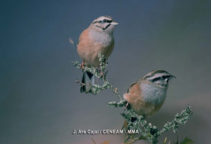 Aves