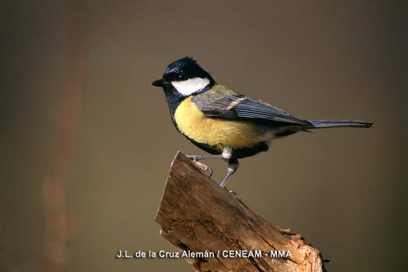 Aves