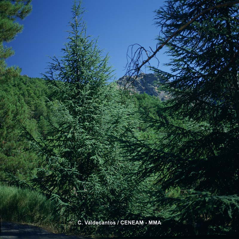 Cedrus atlantica (Endl.) Carrière