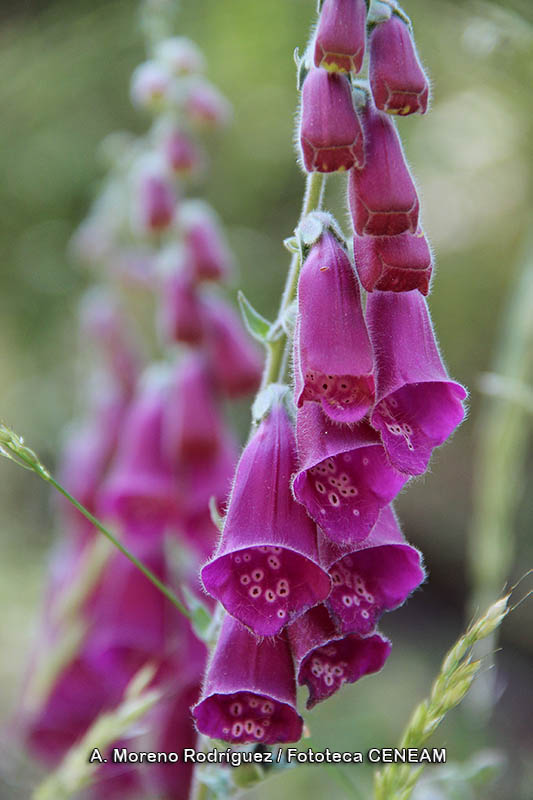 Digitalis purpurea L.