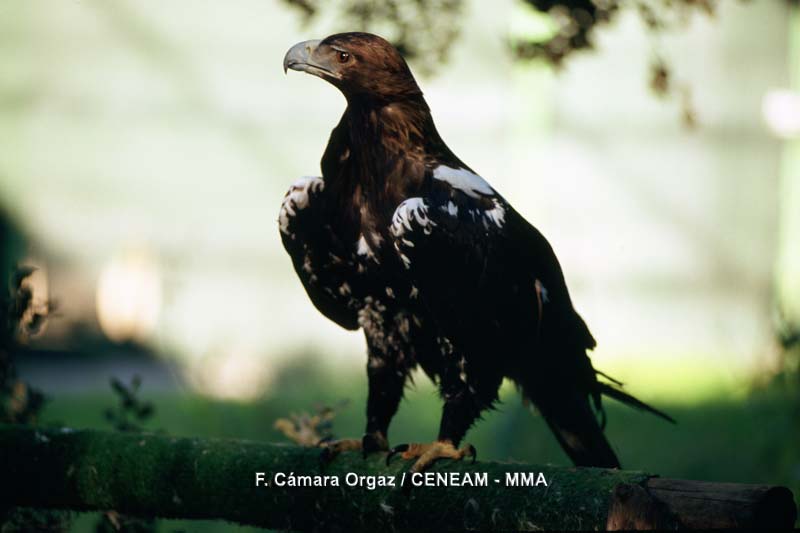 Aves