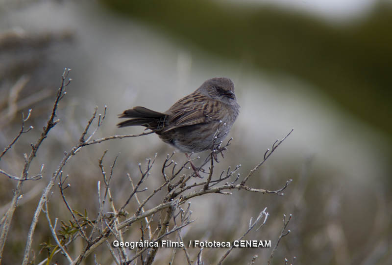 Prunella modularis (Linnaeus, 1758)