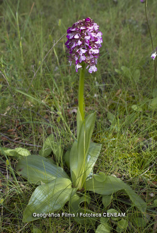Orchis purpurea Huds.