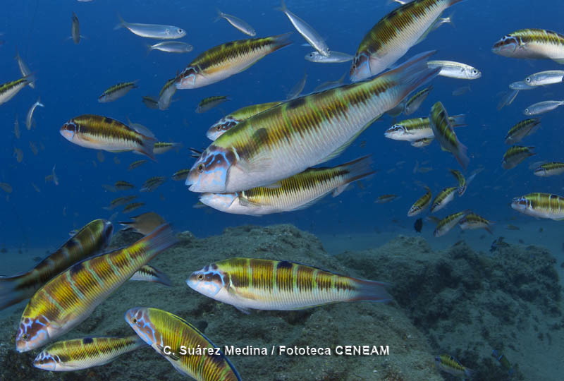 Peces