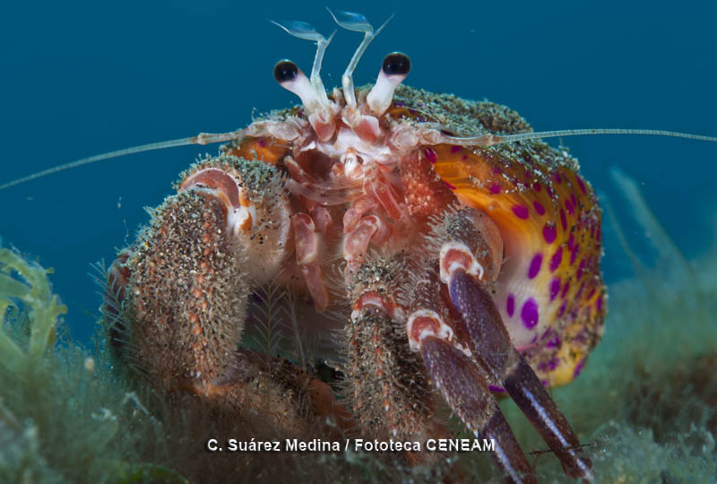 Invertebrados