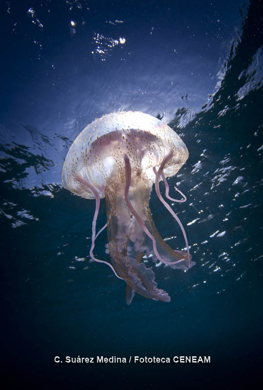Invertebrados
