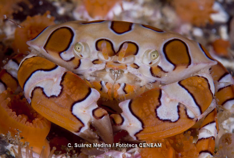 Invertebrados