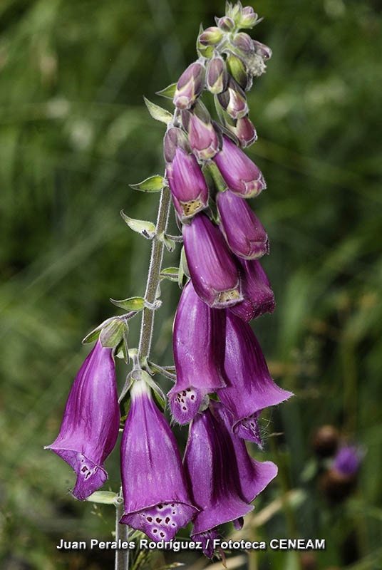 Digitalis purpurea L.