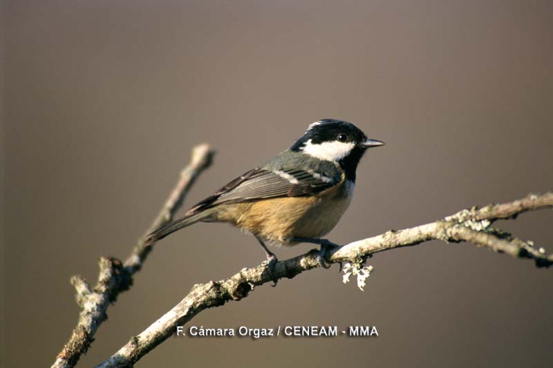 Periparus ater (Linnaeus, 1758)
